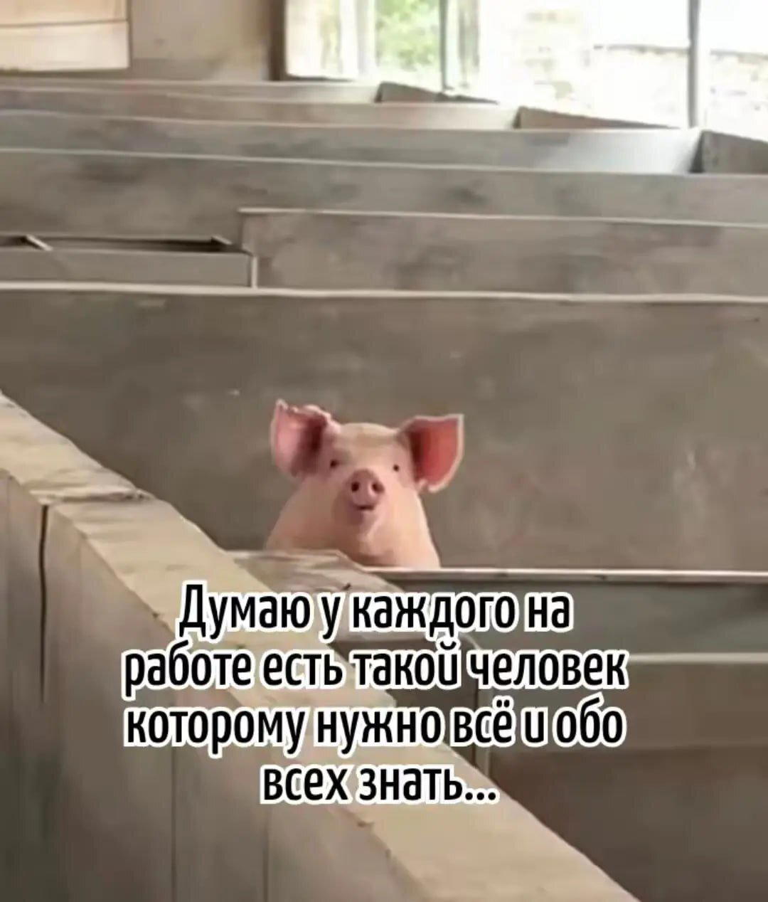 Дичкиного дня всем от меня