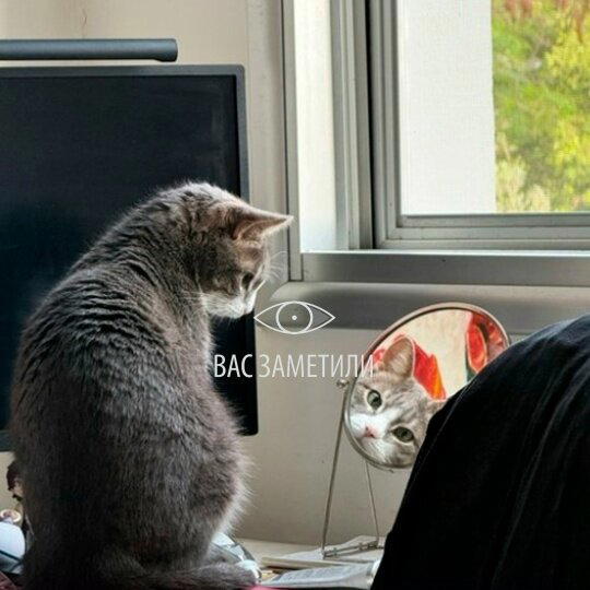 Дички на начало неделюшки