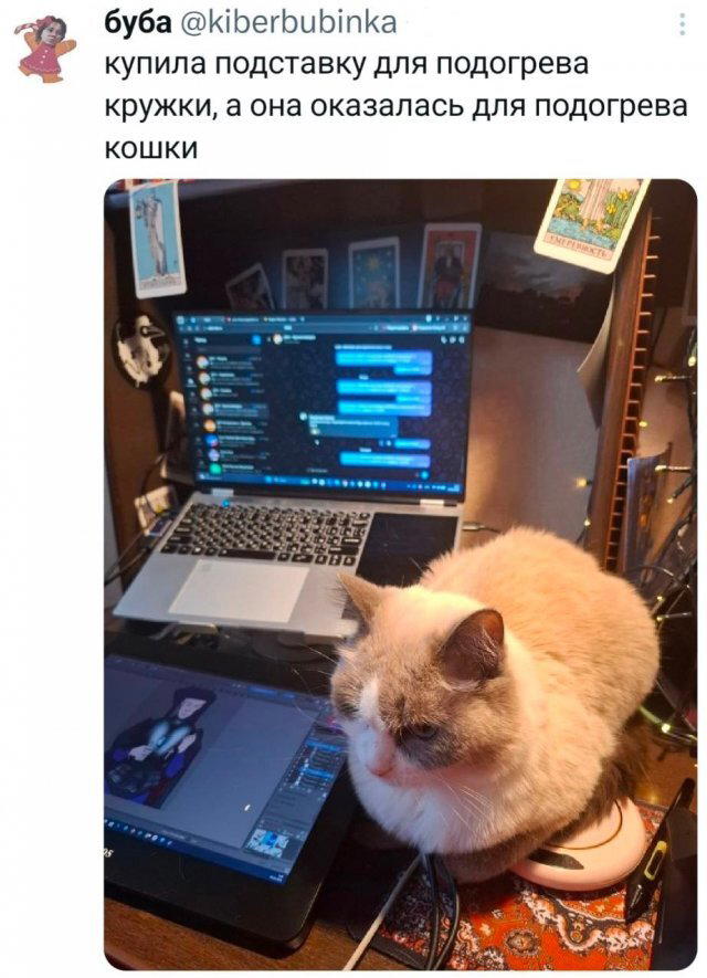 Дички в среду как разогрев на утро