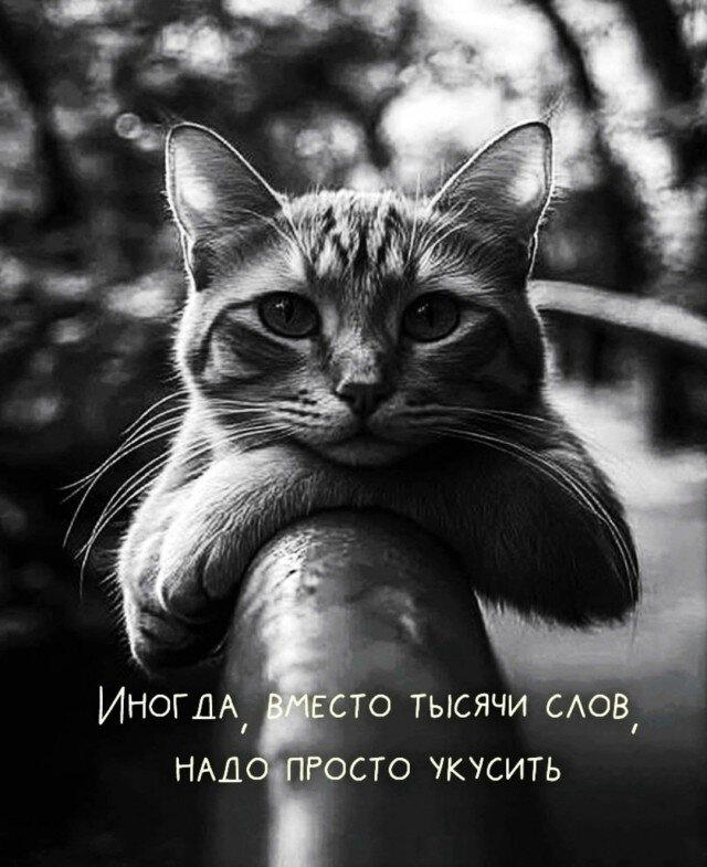 Дички в среду как разогрев на утро