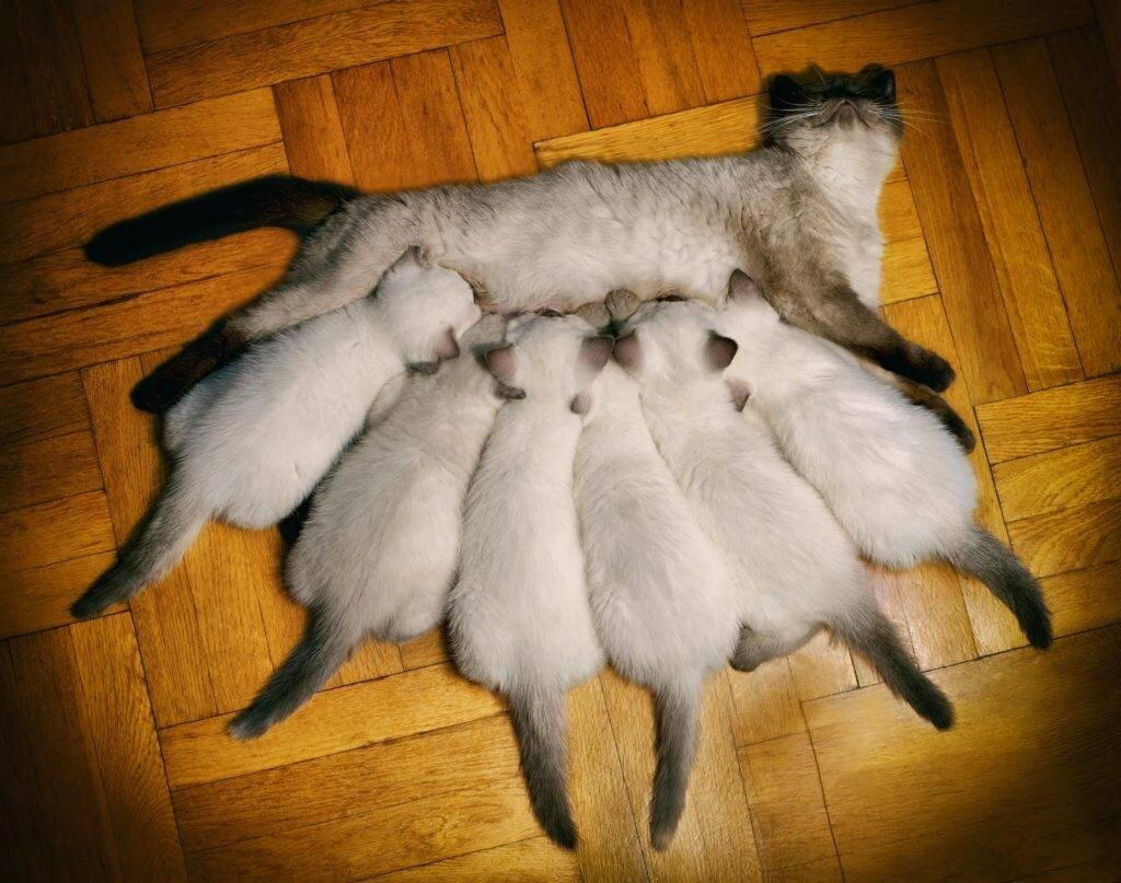 Зачем кошки топчут хозяев, как будто делают им массаж?