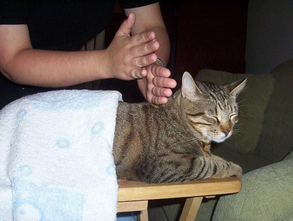 Зачем кошки топчут хозяев, как будто делают им массаж?