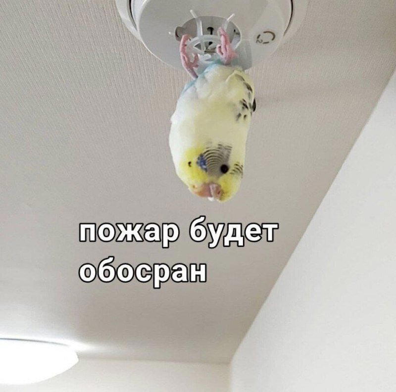 Легкой дички на утро
