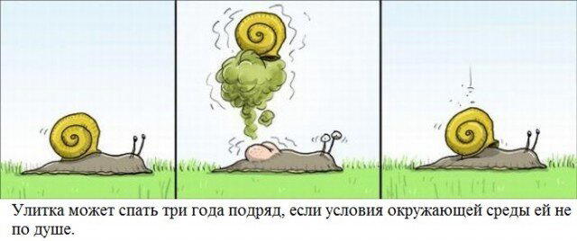 Дички щепотью