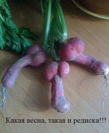 Дички щепотью