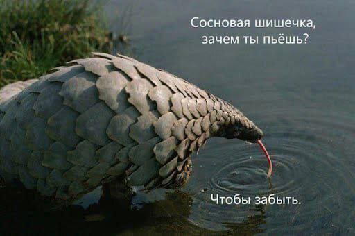 Скушно бездишки, Дичка