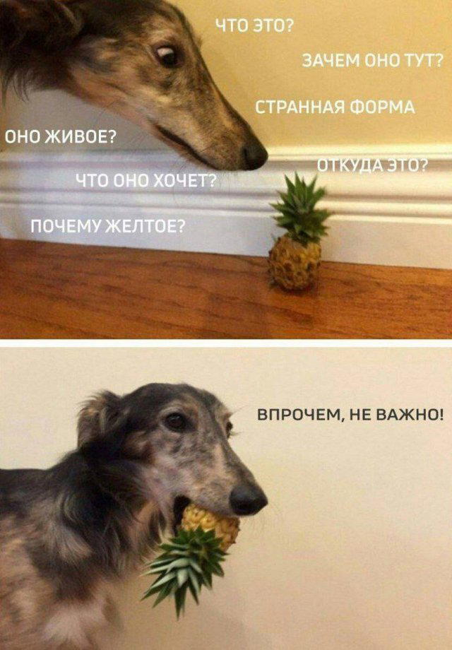 Скушно бездишки, Дичка