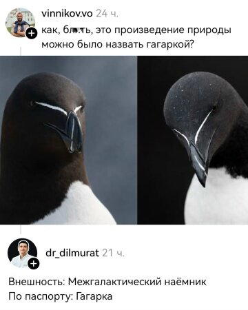 Дичка к утру еще ни кому не повредила