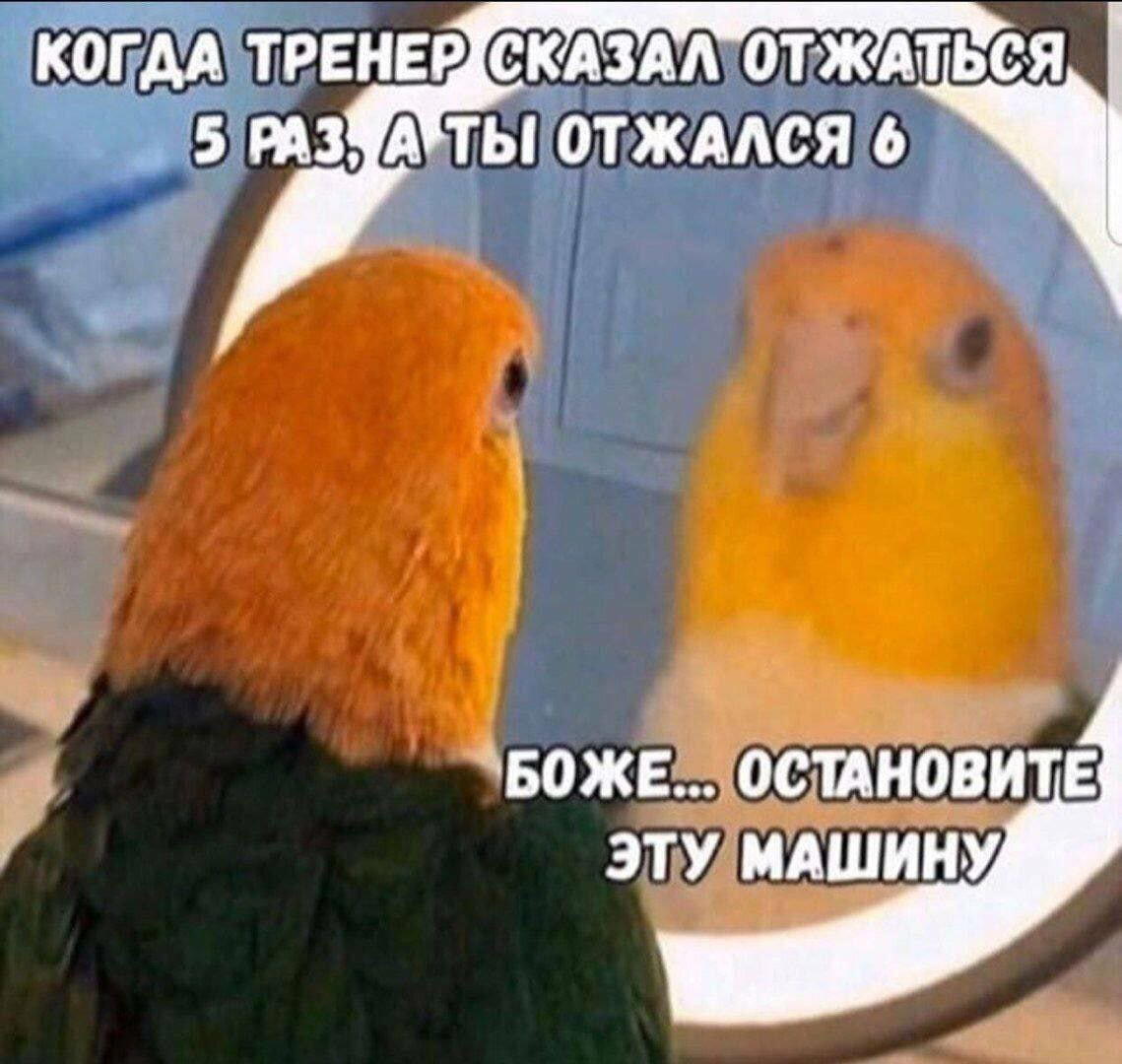 Дичка к утру еще ни кому не повредила