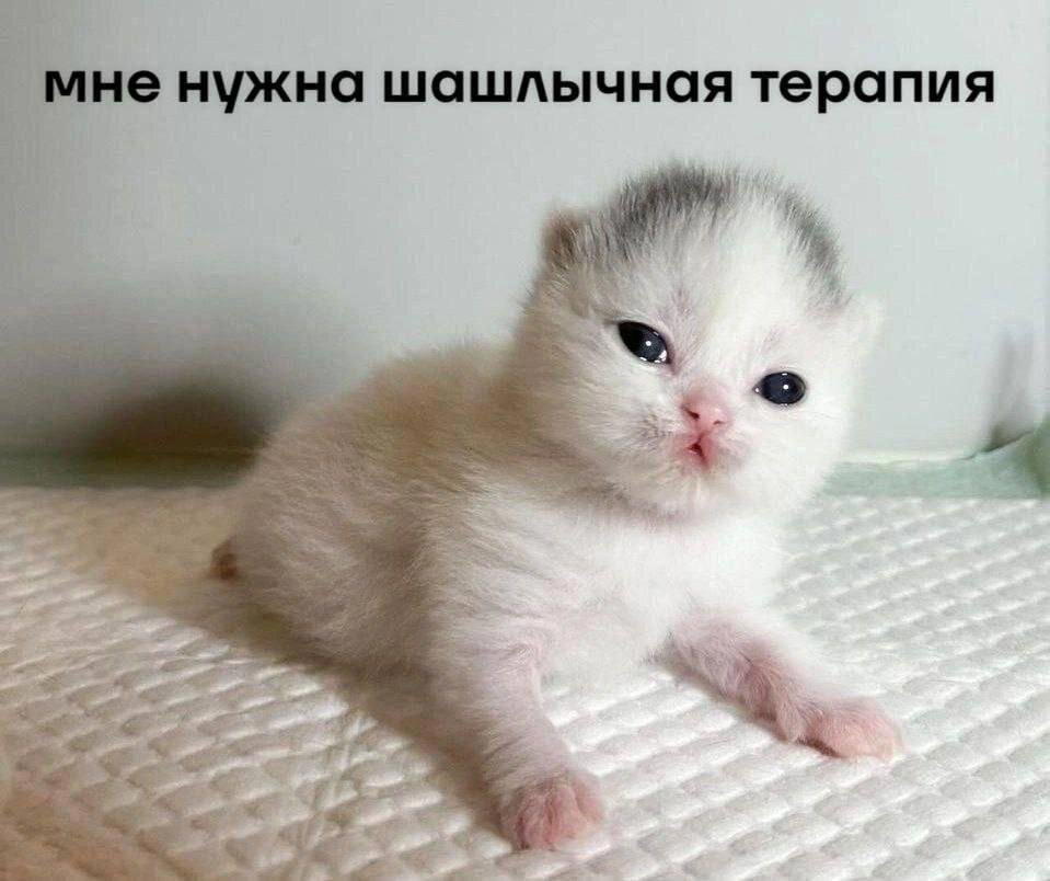 Завтра сон и значит это завтращная дичка