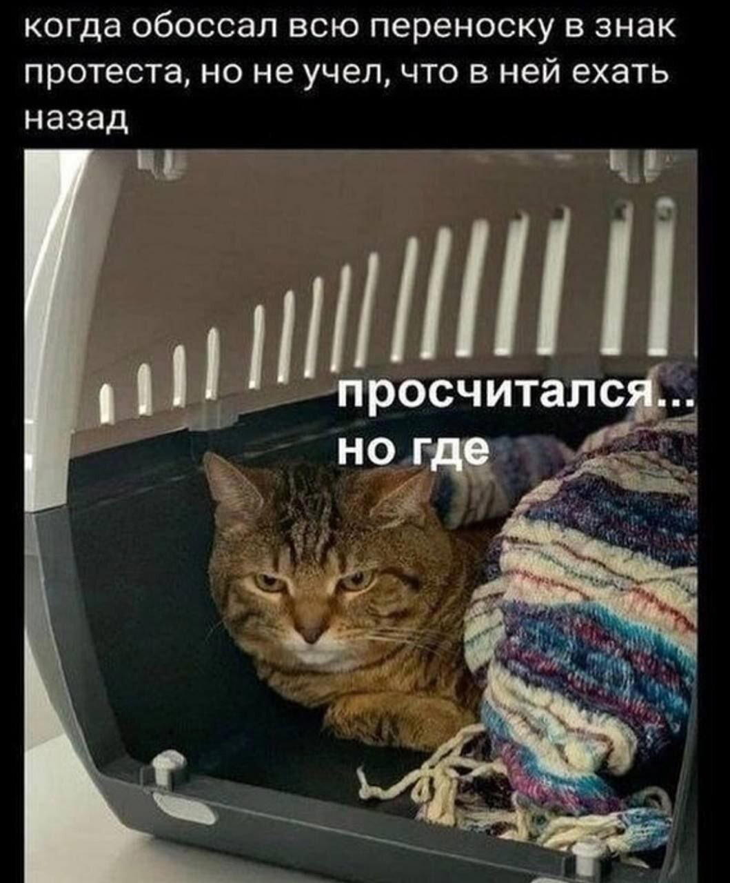 Дичка но не совсем (((