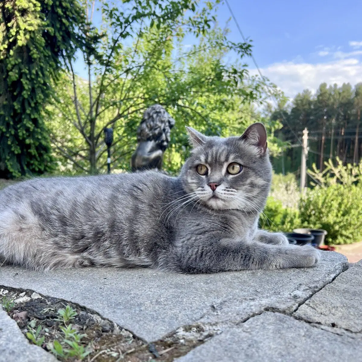Больше всех весне рада Кошка)