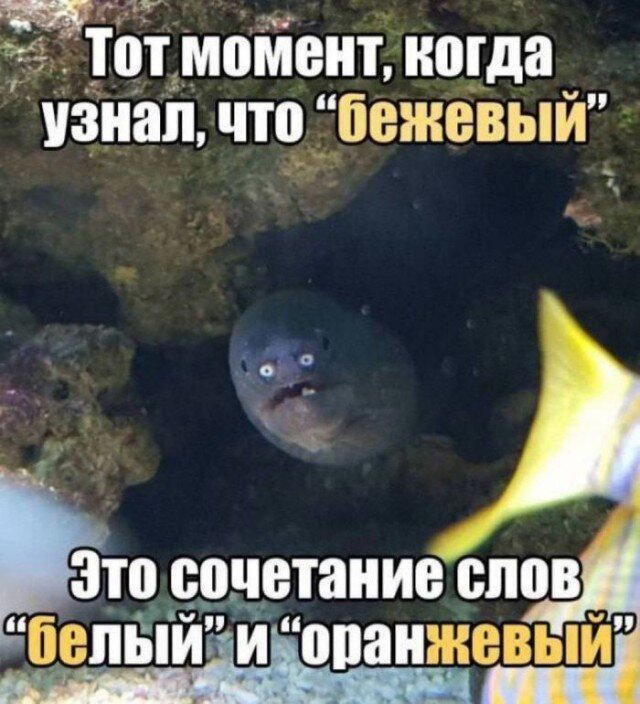Дичка на попонедельник