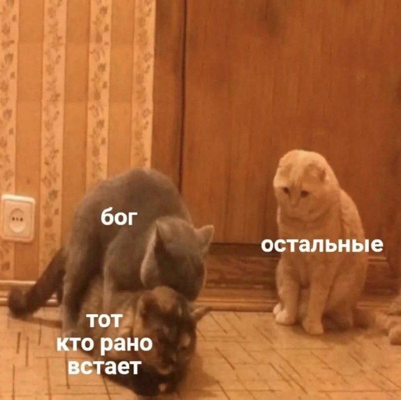 Дичка на попонедельник