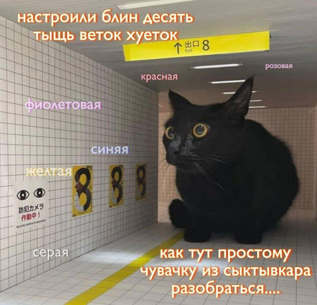 Дичка на попонедельник
