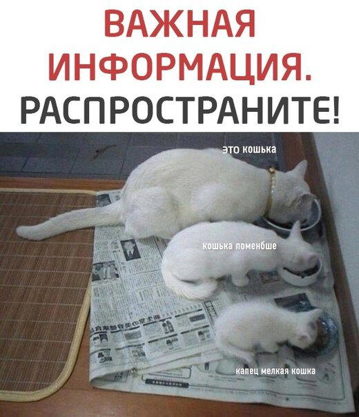 Дичка на попонедельник