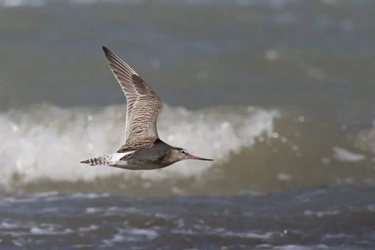 Источник фото https://naked-science.ru/article/biology/unstoppable-bird-flight