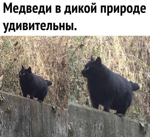 Дички для тонуса