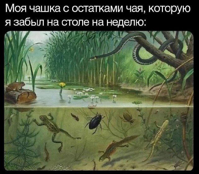 Дички для тонуса