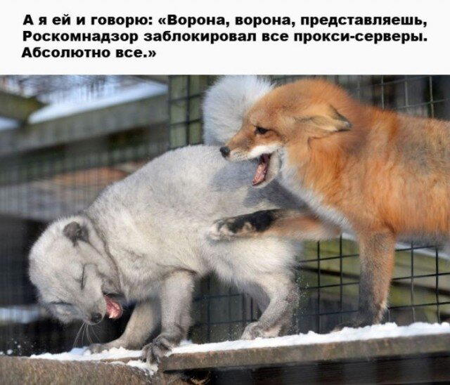Дички для тонуса