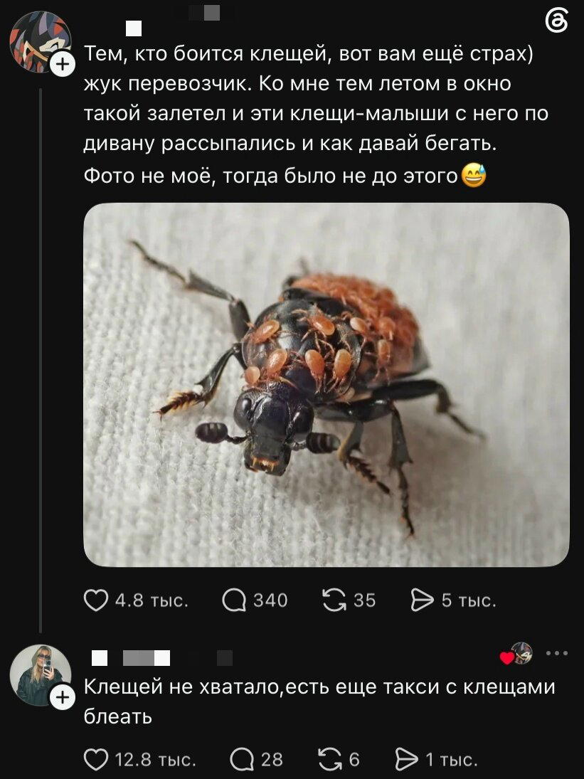 Дички чтобы скинуть мемасик соседке