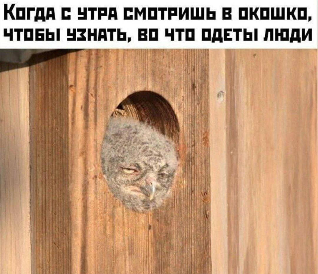 Дички чтобы скинуть мемасик соседке