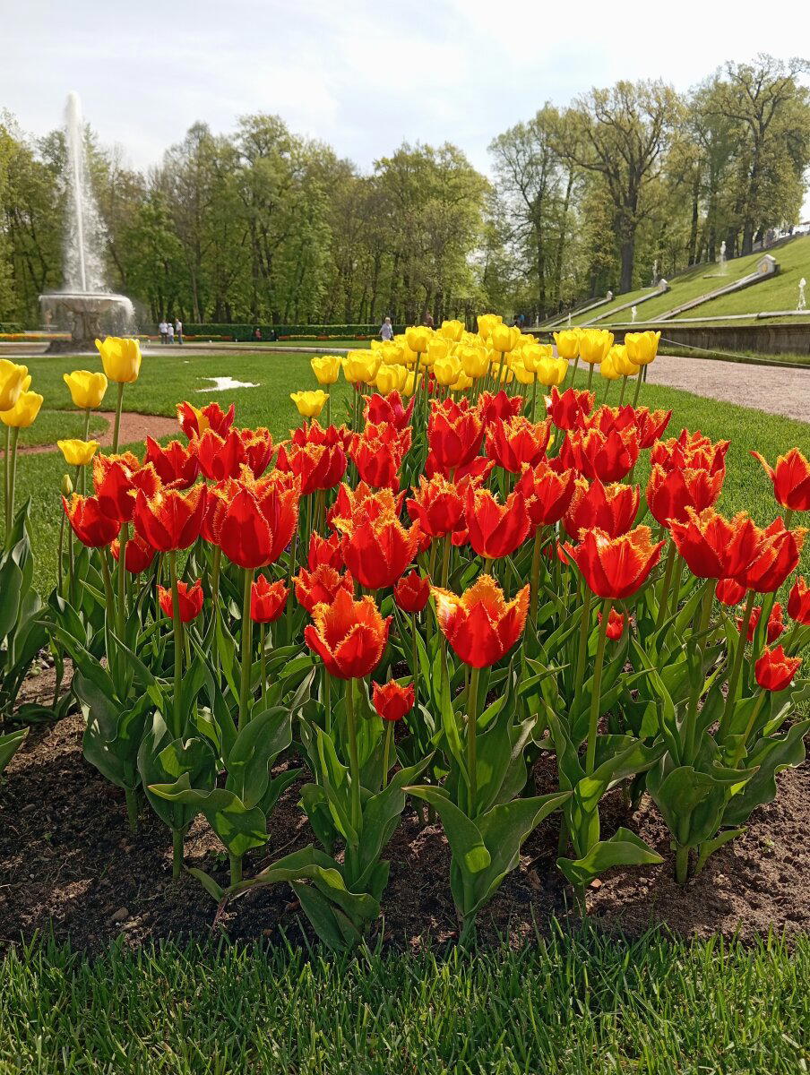 Весна в Петергофе