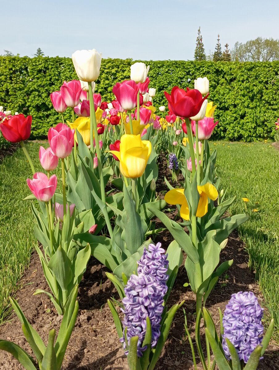 Весна в Петергофе