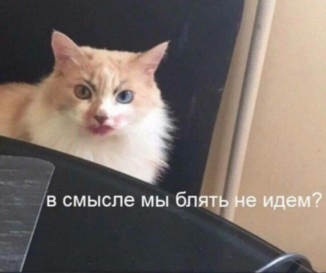 Дички в радость, мемов в сладость