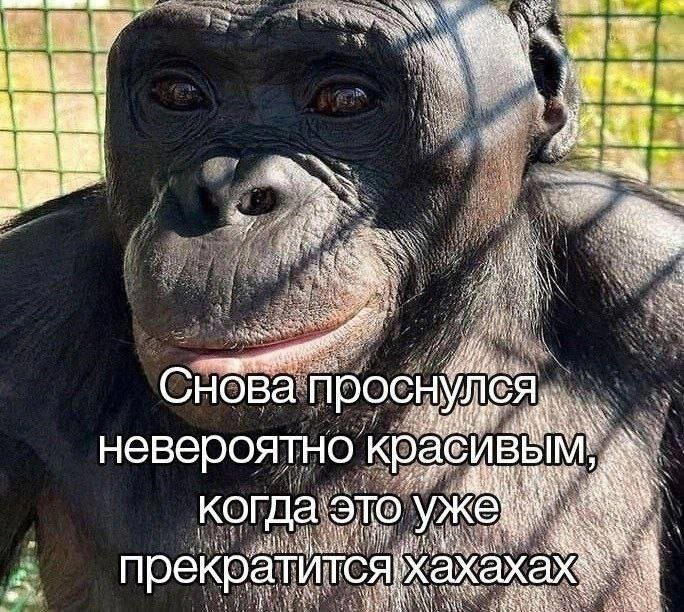 Дички в радость, мемов в сладость