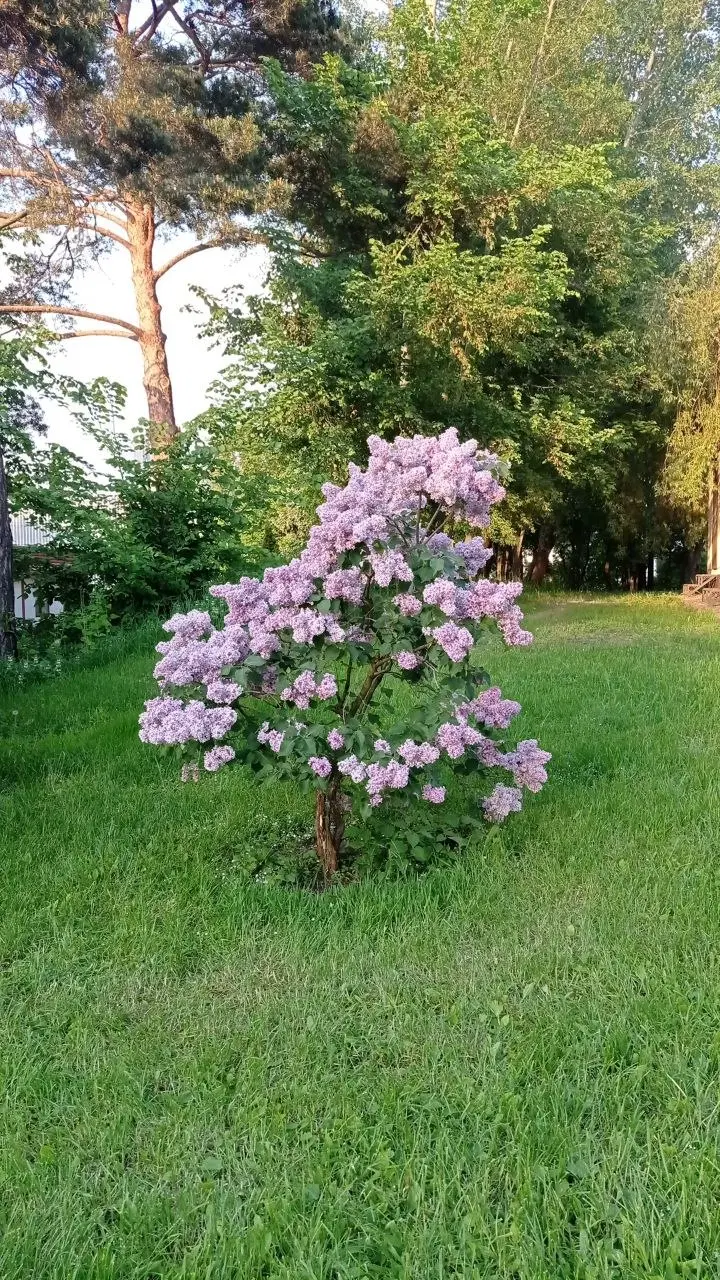 Сирингарий