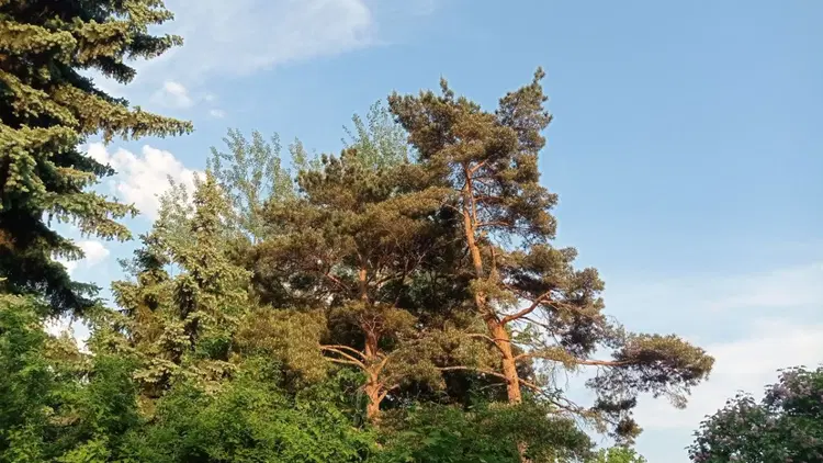 Сирингарий