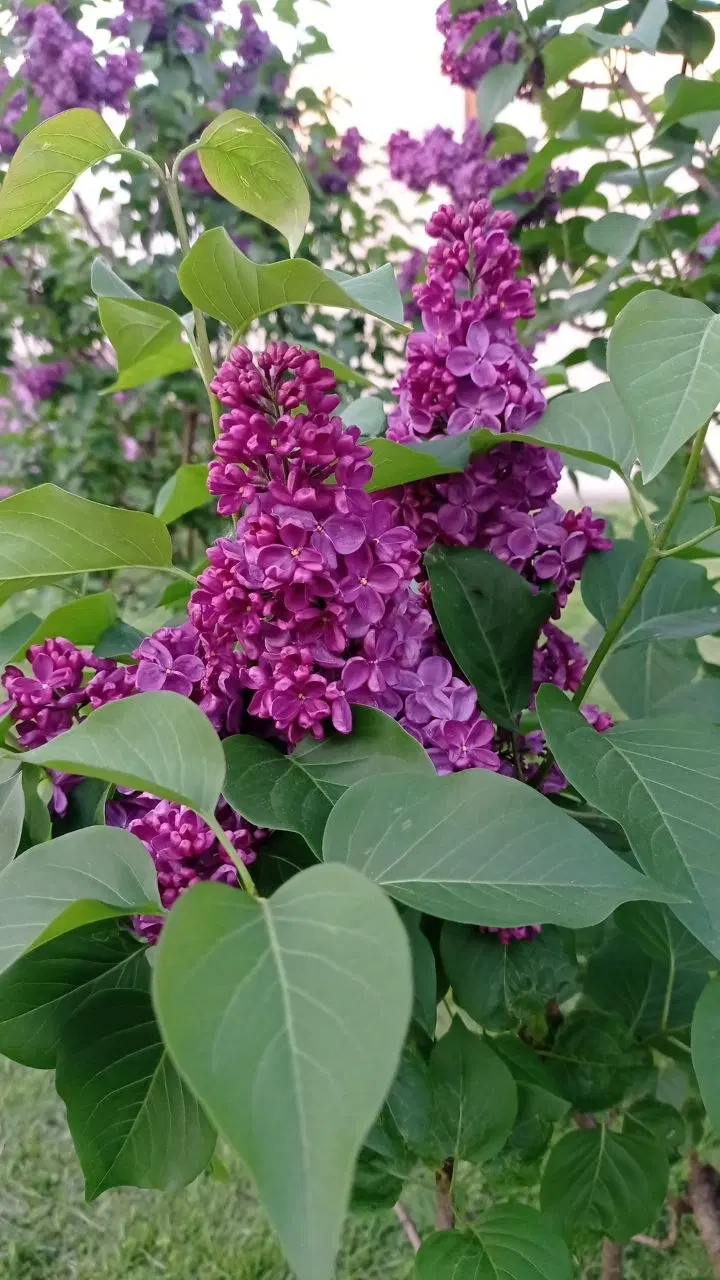 Сирингарий