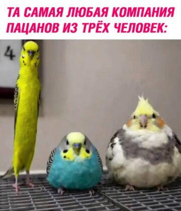 Пятнишкой прекрасной дички