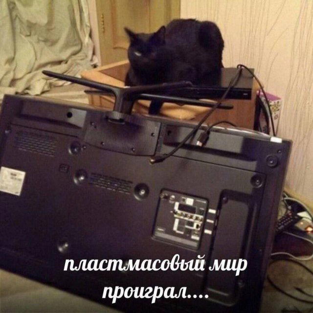 Пятнишкой прекрасной дички