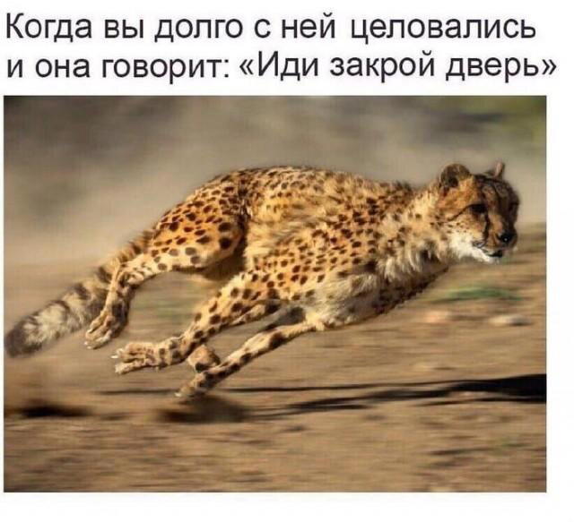 Пятнишкой прекрасной дички