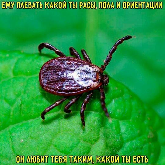 Дичка пятницы синичка