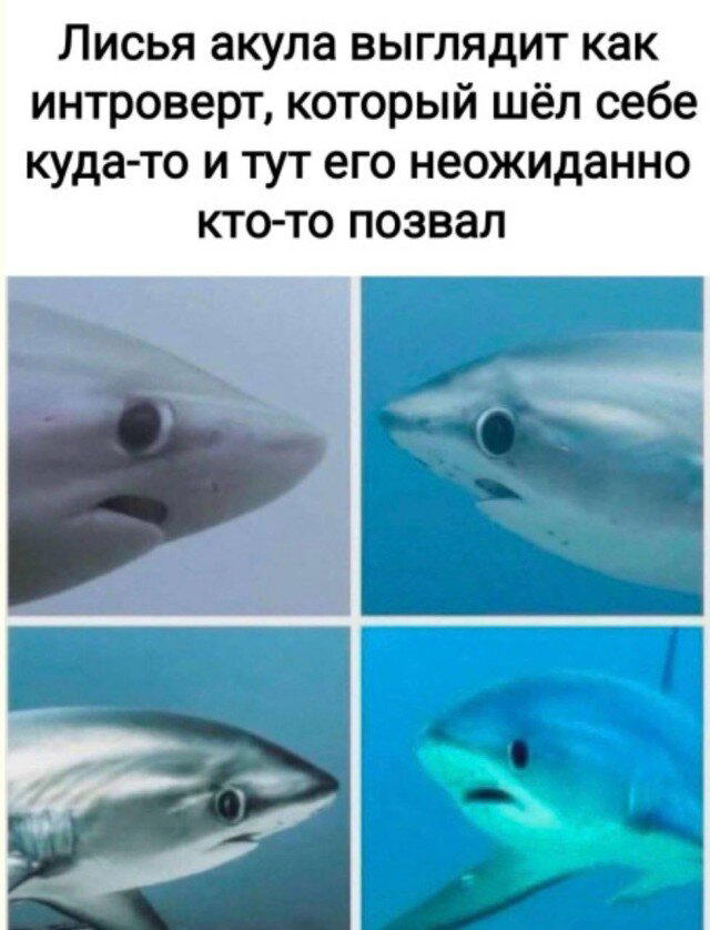 Дичка пятницы синичка