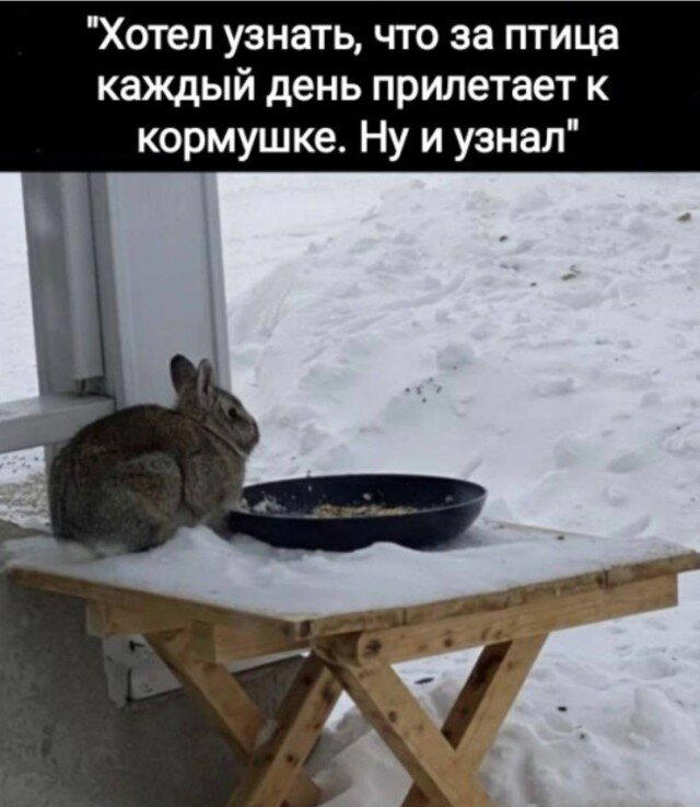 Дичка пятницы синичка