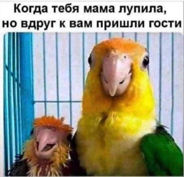 Дичка радости несет
