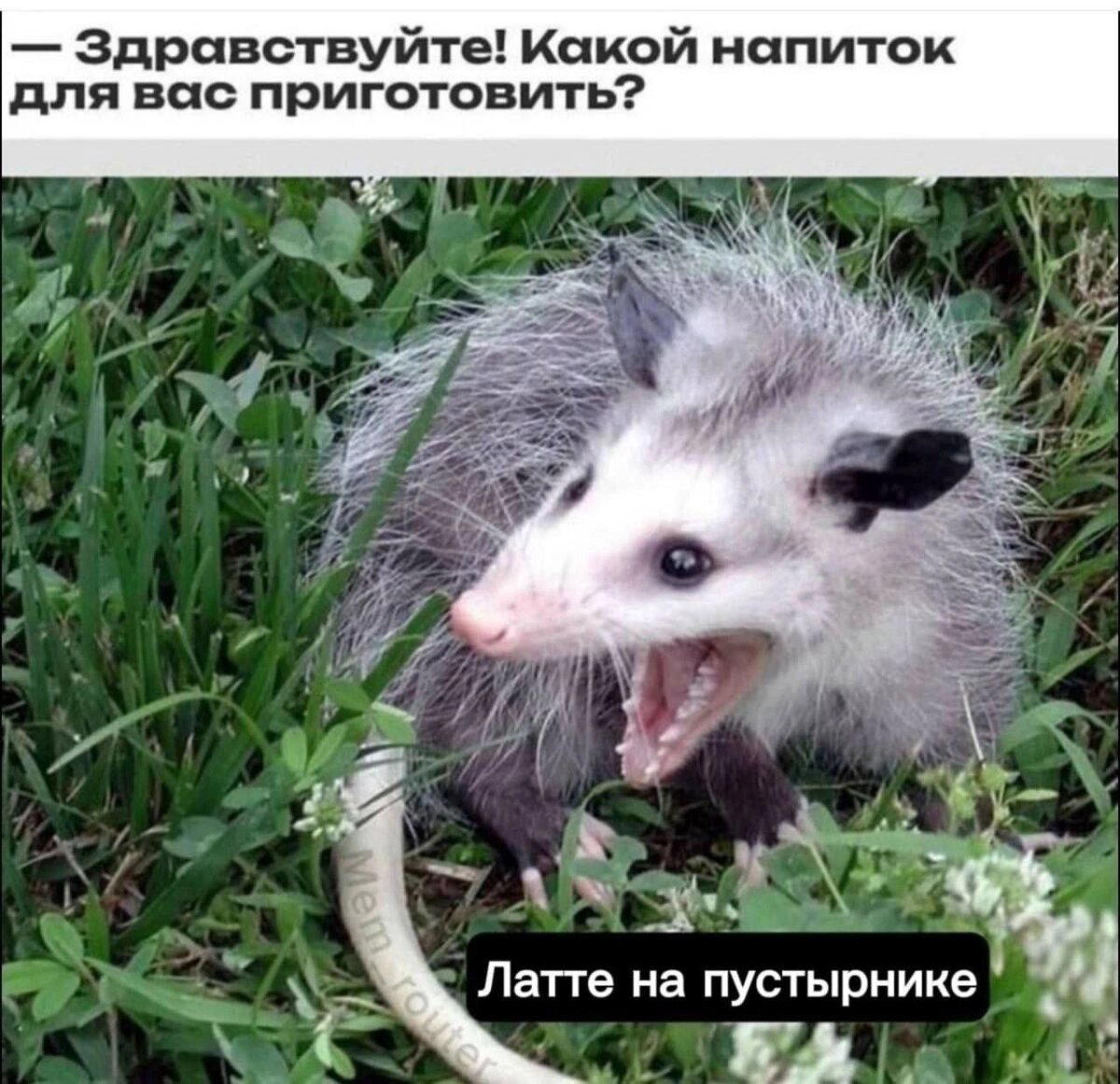 Дичка радости несет