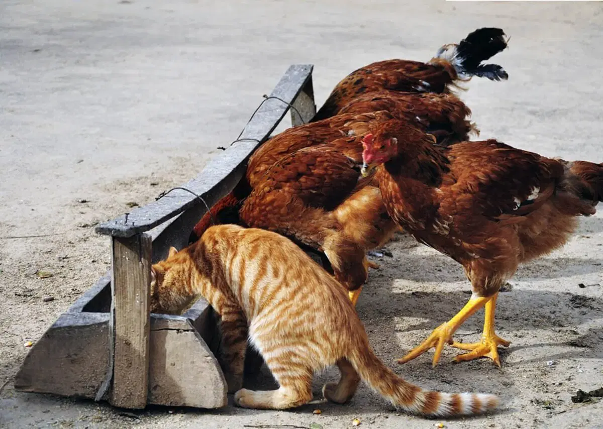 Выезд домашнего кота на дачу: Пощадите питомца! Дворовые коты устранят конкурента