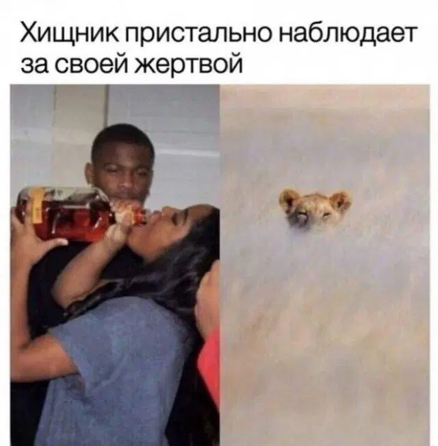 Дички как утром птички