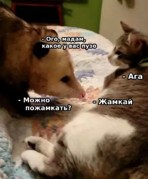 Дички как утром птички