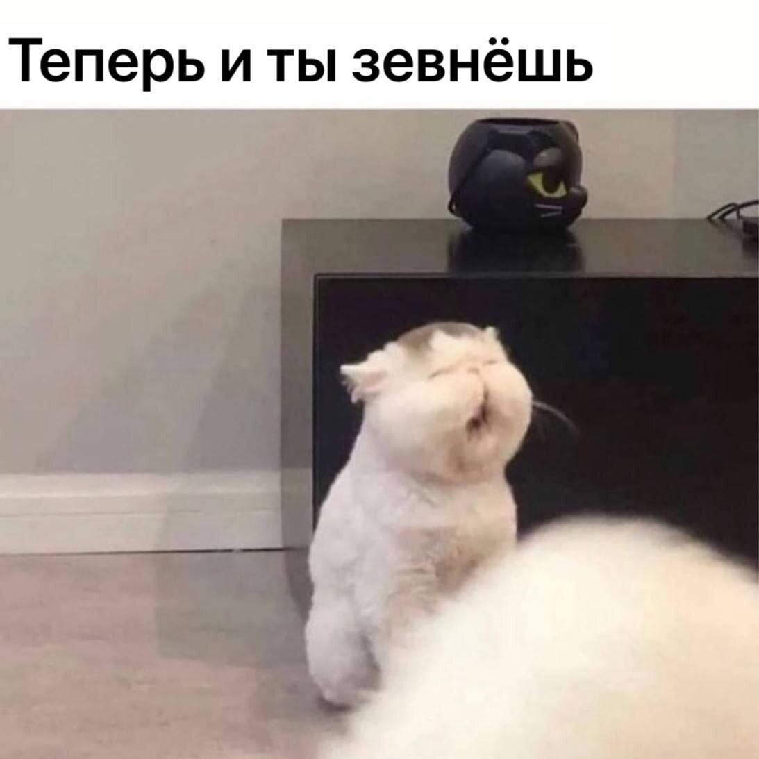 Дички как утром птички
