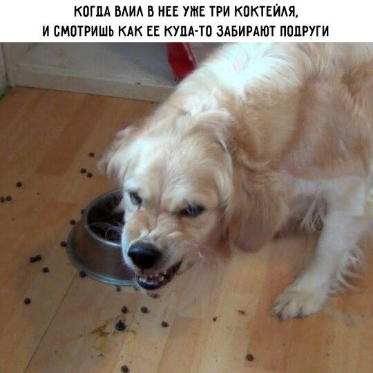 Дички как утром птички