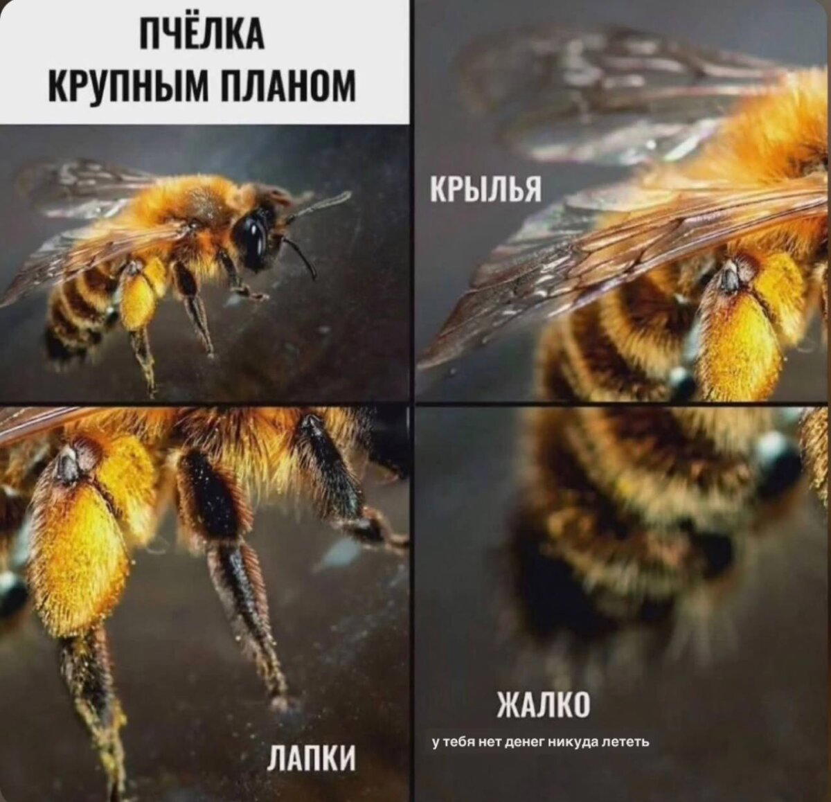 Доброй прекрасной недели, с маленькой щепотью дички