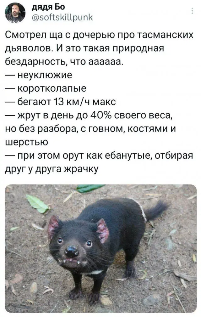 Дички в вечер, как пончик в ночь