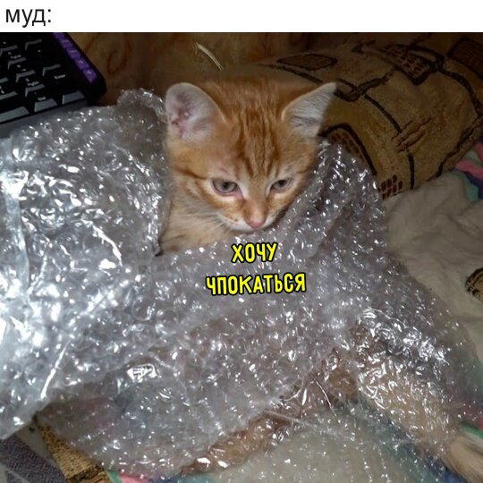 Дичкин нюх