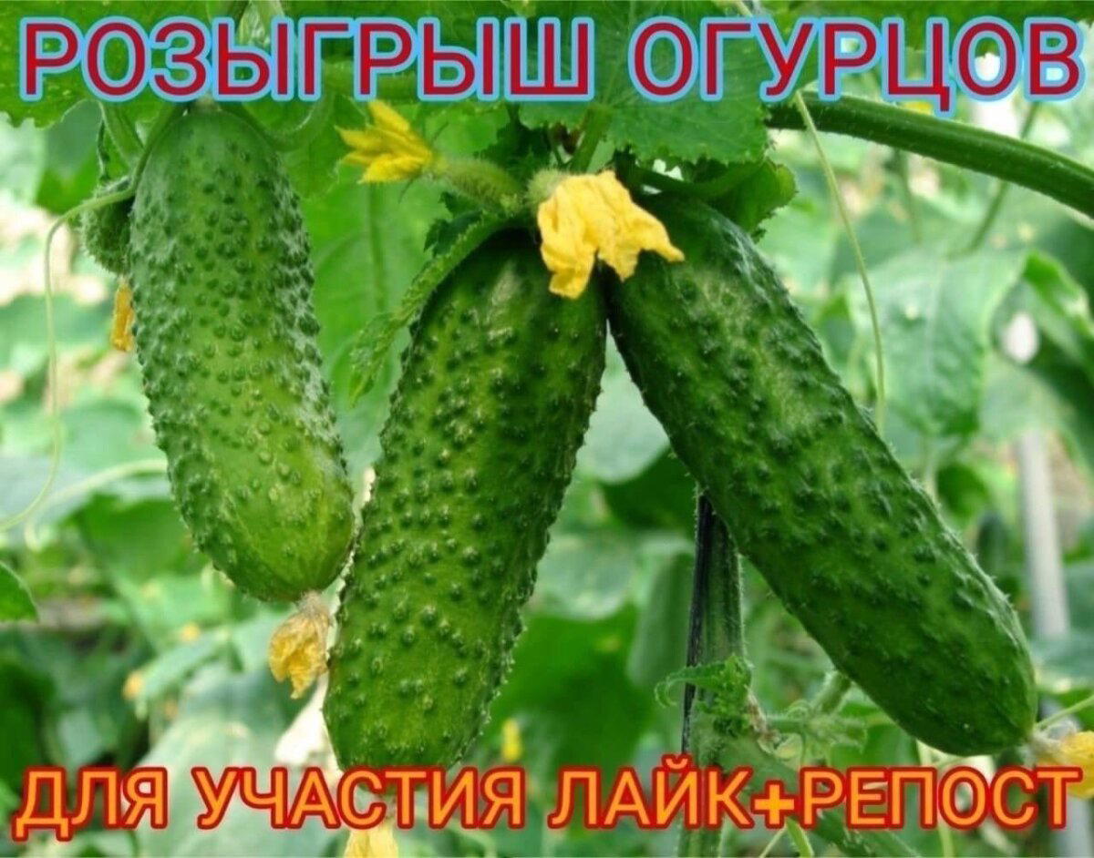 Дичка как солнышко, сегодня ласковое